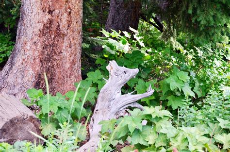 Grand Teton Wildlife - Where are Sue & Mike?