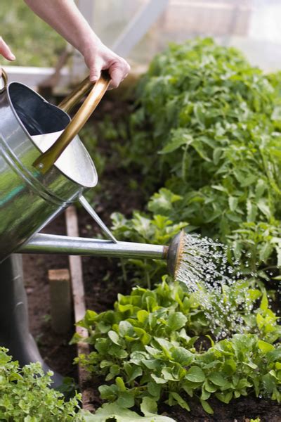 5 Simple Secrets To Watering Vegetable Plants And Gardens For Success