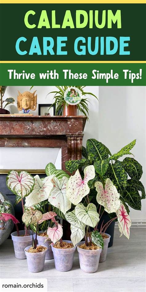 11 Care Tips For Caladium Plants In 2024 Indoor Flowering Plants