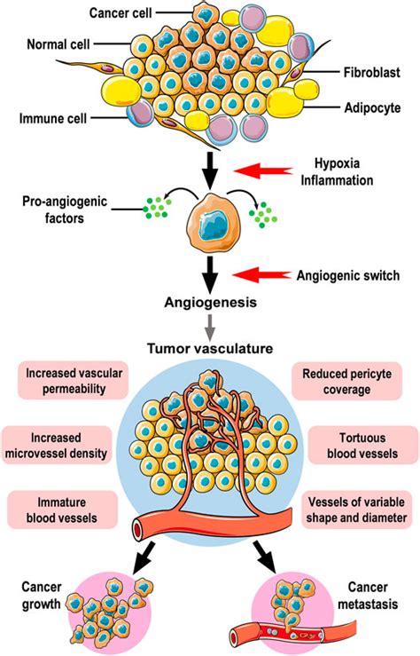 Frontiers Targeting Angiogenesis In Breast Cancer Current Evidence