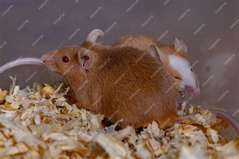 Pequeño Ratón Doméstico De La Especie Mus Musculus Foto Premium