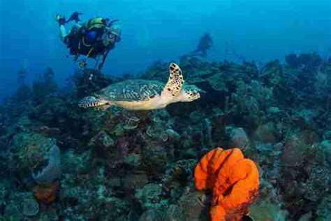 Curacao Dive Sites Ocean Encounters Cura Ao Diving Guide