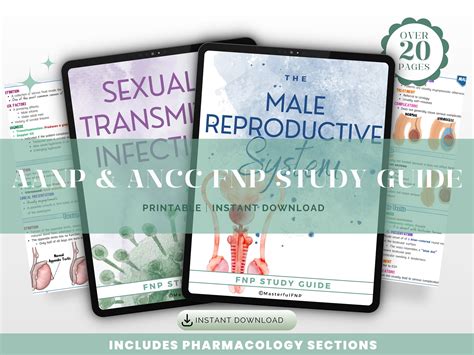 Sti Male Reproductive System Study Guide Nurse Practitioner Aanp Ancc