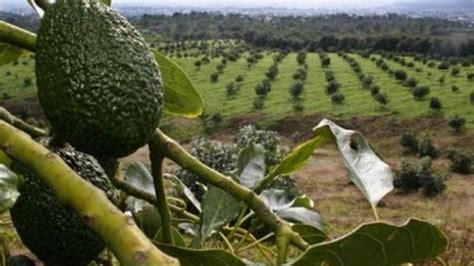 M Xico Siembras Furtivas De Aguacates Provocaron Deforestaci N De