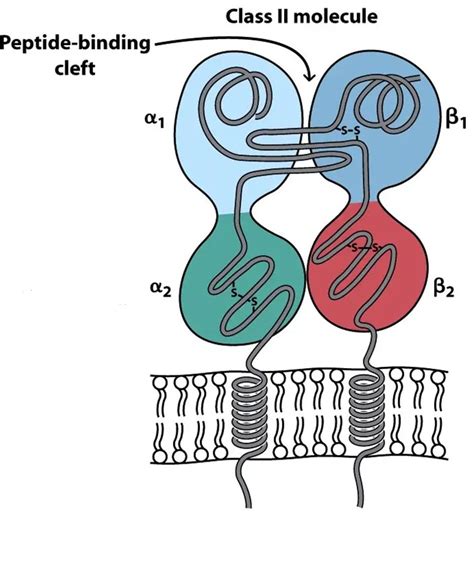 Mhc Class I Vs Mhc Class Ii Protein • Microbe Online