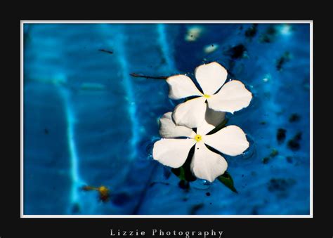 Wallpaper Naturaleza Hoja Azul Closeup Agua Amor Flor Piscina