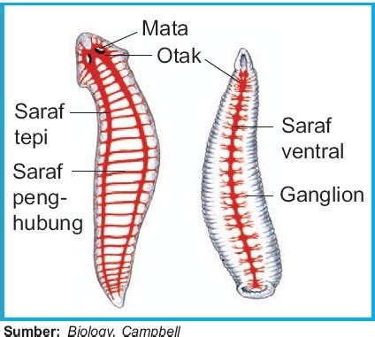 Sistem Saraf pada Cacing Pipih Planaria