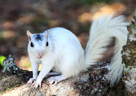 What Are Piebald Squirrels and How Rare Are They? - A-Z Animals