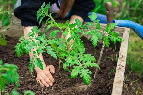 Fa Ons D Acc L Rer La Croissance Des Tomates Pour Une R Colte Plus