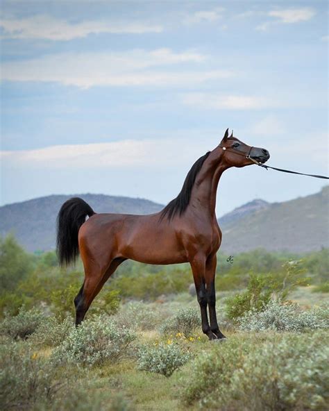 Timeline Photos Arabian Horse Times Facebook Horses Stallion