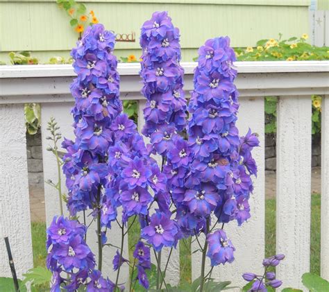 How To Grow Delphiniums The Complete Delphinium Flower Guide 2024