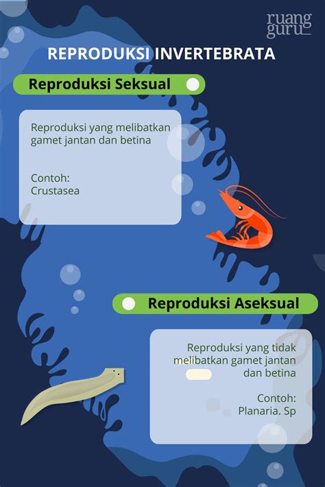 Contoh Hewan Avertebrata Invertebrata Klasifikasi Ciri And Gambar