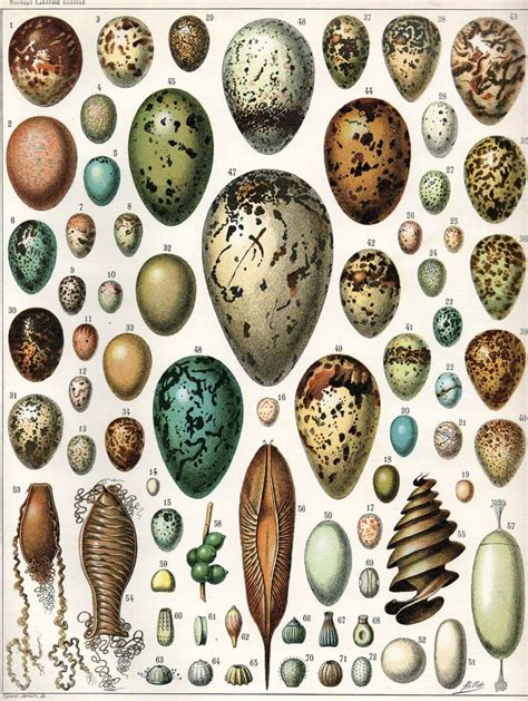 Bird Eggs - Ornithology