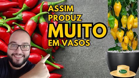 Como Plantar PIMENTA Em Vaso YouTube