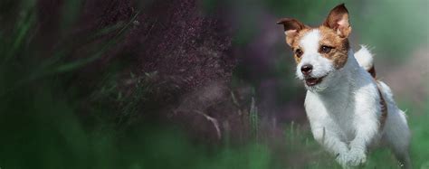 Why Do Dogs Become Reactive Wag