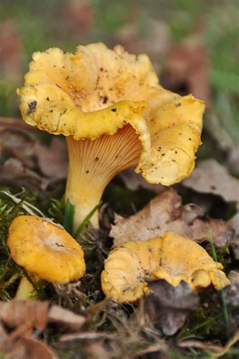 La Chanterelle Ou Girolle En Aveyron Girolles Champignons Farcis