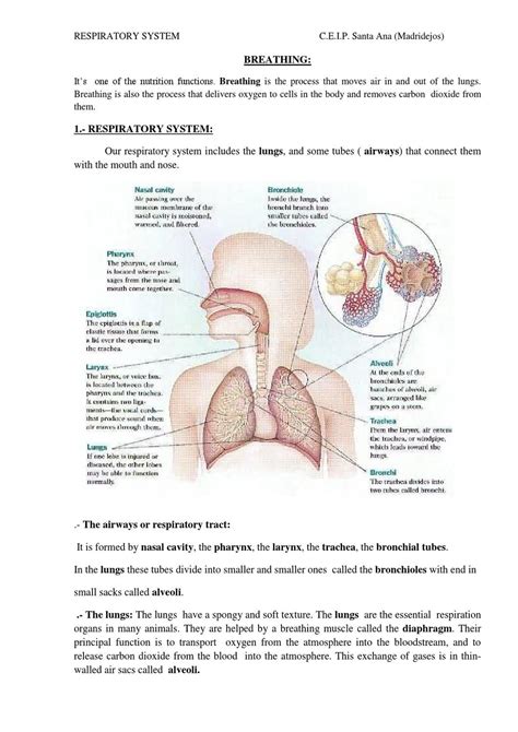 Respiratory System Notes