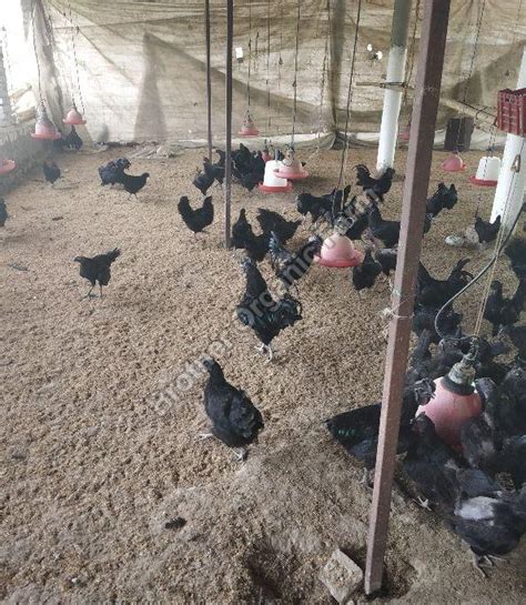 Brother Organic Farm In Kapurthala Supplier Of Kadaknath Eggs