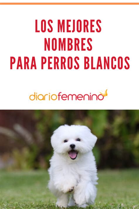 10 nombres de perros para las mascotas más elegantes Artofit