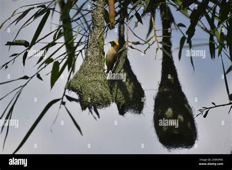 Baya Weaver Male Fighting Hi Res Stock Photography And Images Alamy