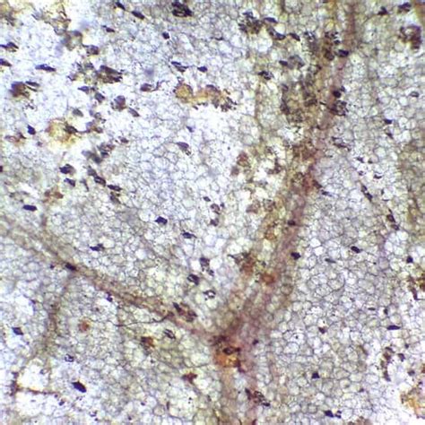 Cole Parmer Prepared Slide Squamous Mesothelium Mammal Wm From Cole