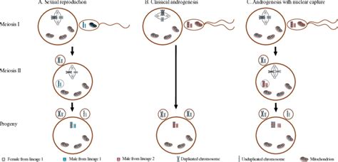 Possible Outcomes Of Nuclear Dna Through Meiosis In Corbicula Genus Download Scientific