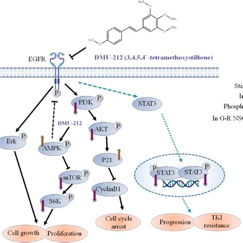 The Schematic Diagram Of Underlying Mechanism Of Dmu Action On