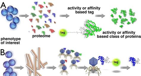 Schematic Representation Of Chemical Proteomics And Reverse Chemical