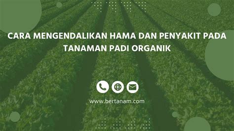 Cara Mengendalikan Hama Dan Penyakit Pada Tanaman Padi Organik Bertanam