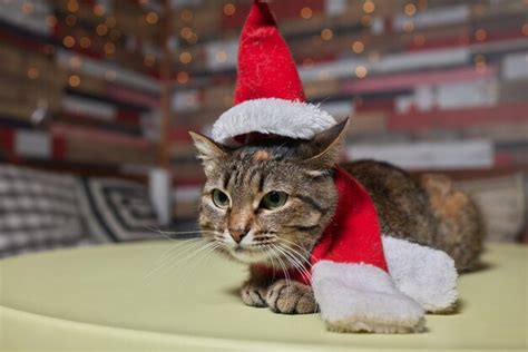 Premium Photo Cute Cat In Santa Claus Hat Against Blurred Christmas