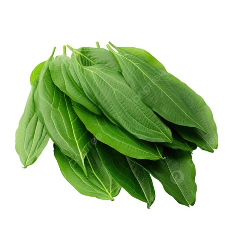 Fresh Green Jackfruit Leaves Isolated Green Leaves Fresh Plant