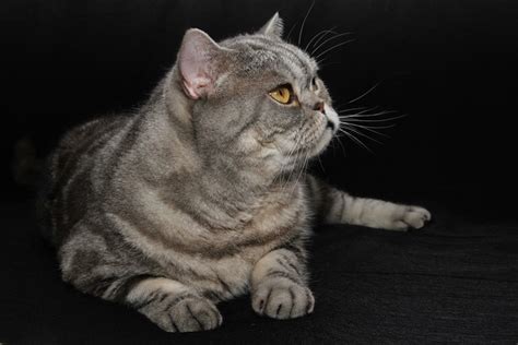 4k 5k British Shorthair Cats Black Background Lying Down Hd