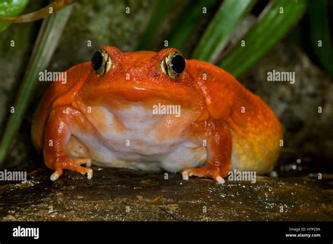 Tomato Frog Dyscophus Antongilii Very Rare In Nature And Native To