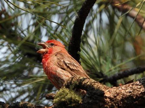 Grosbeaks Save The Eagles