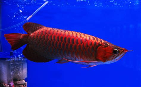 Popular Fish That Look Like Dragon Fishlab