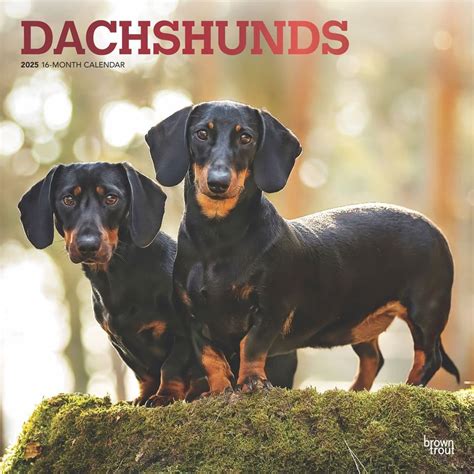 Dachshund Wall Calendar 2025 Pdf Tyne Alethea