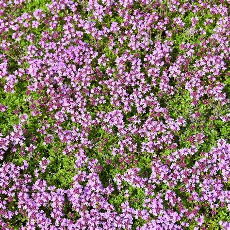 Creeping Thyme | Plants Express