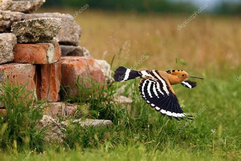 La Abubilla Upupa Epops Volando Lejos Del Nido Hoopoe Volando Desde