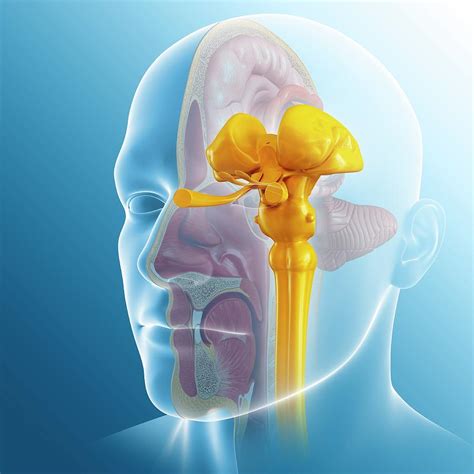 Diagram Of The Midbrain