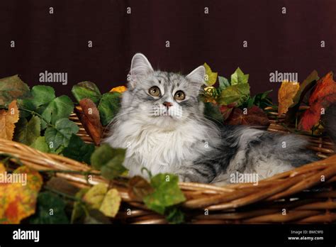 Sibirische Katze im Körbchen Siberian Cat in Basket Stock Photo Alamy