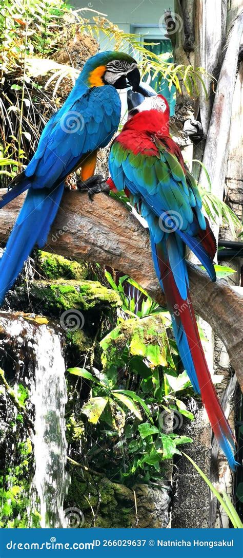 Macaws Are A Group Of Long Tailed New World Parrots That Are Often