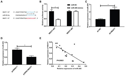 Lncrna Neat Regulates Mir P Expression A Bioinformatics