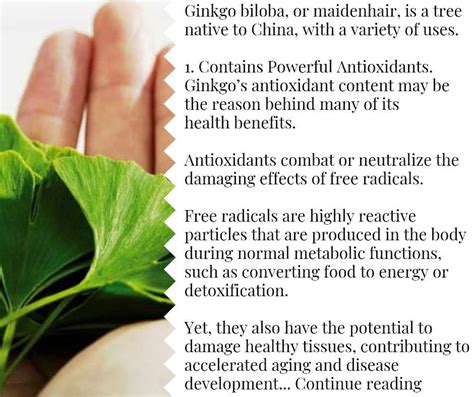 12 Benefits Of Ginkgo Biloba Plus Side Effects Dosage Ginkgo