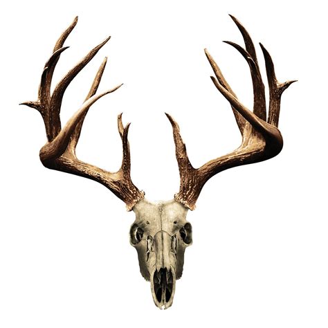 Elk Skull Drawing at GetDrawings | Free download