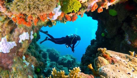 Tour d horizon des meilleures destinations de plongée et des périodes