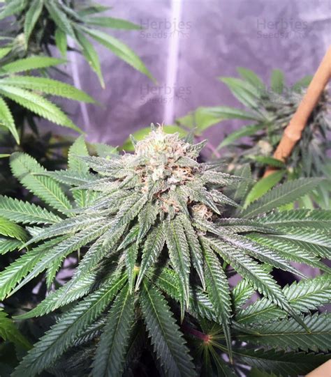 Buy Og Kush Cbd Feminized Seeds By Dinafem Seeds Herbies Seeds