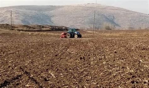 Bin yıllık tohum Karakılçık toprakla buluştu Son Dakika Yaşam