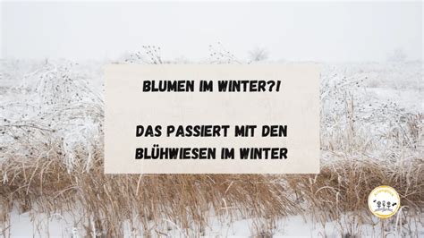 Blumen Im Winter Das Passiert Mit Den Bl Hwiesen Im Winter