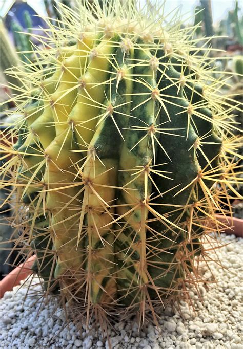 Rare Variegated Echinocactus Grusonii Specimen Interested Call The