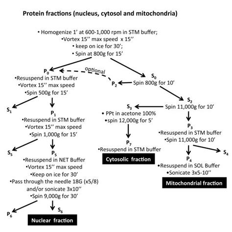 Pdf A Simple Protocol For The Subcellular Fractionation Of Skeletal